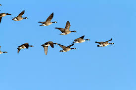Geese in flight