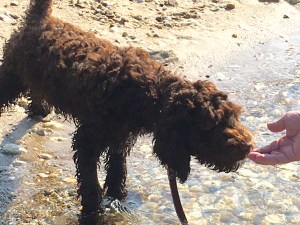 Timid at the water's edge