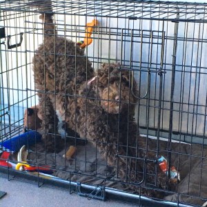 Pete Down Dog in Crate