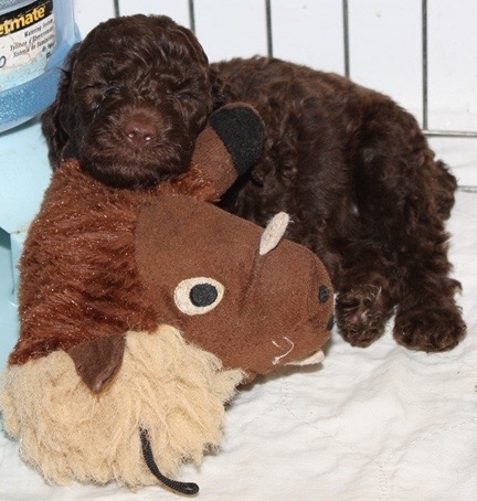 Pete at 4 weeks with mr squeaky
