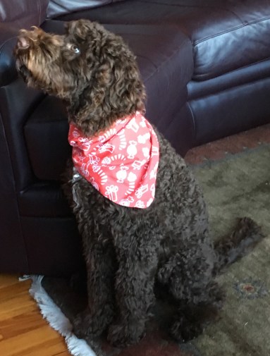 Pete with kerchief