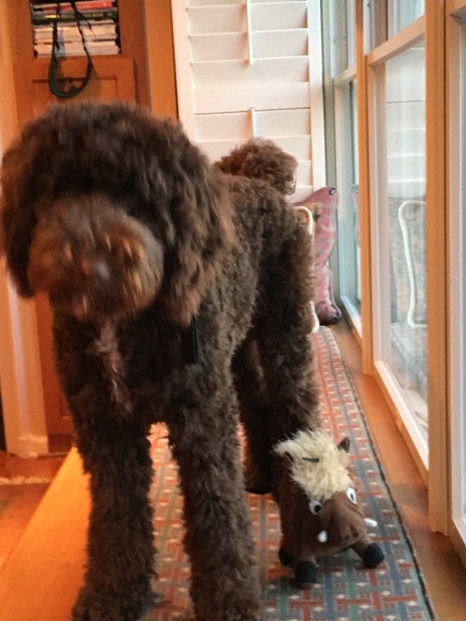 Pete with Mr Squeaky @ 6 mos