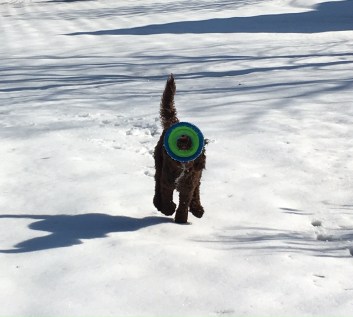 Frisbee face